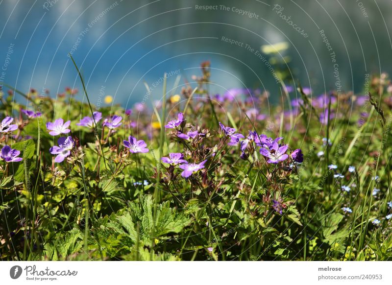 in paradise ... Nature Plant Water Sky Clouds Summer Flower Grass Fern Leaf Blossom Foliage plant Wild plant Lakeside Blue Brown Yellow Green Violet