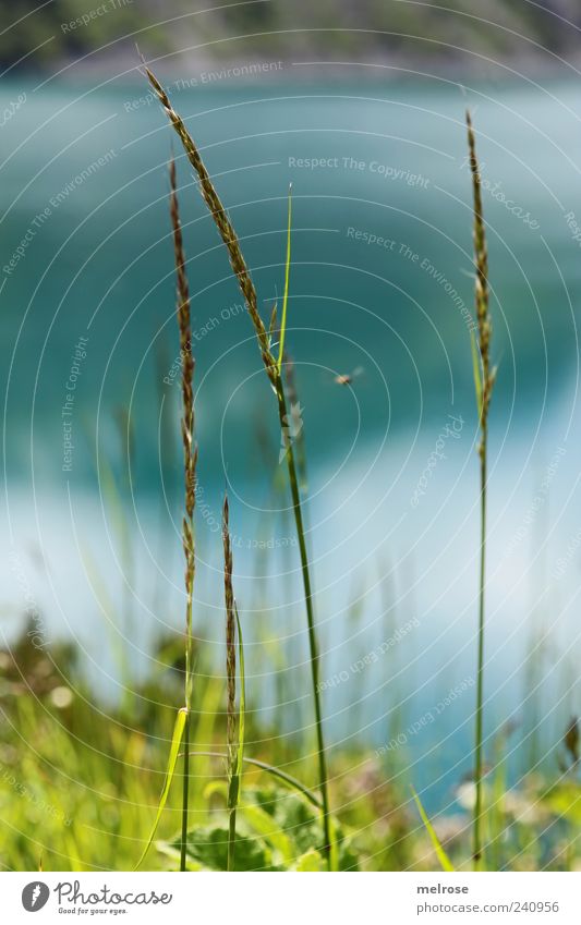 On the lake shore II ... Nature Plant Water Sky Sunlight Summer Grass Foliage plant Wild plant Lakeside Blue Green Colour photo Exterior shot Close-up Detail