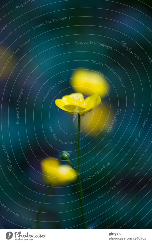 received. Environment Nature Plant Spring Blossom Yellow Greeny-blue Growth Beautiful Blossom leave Marsh marigold Crowfoot Central perspective Colour photo