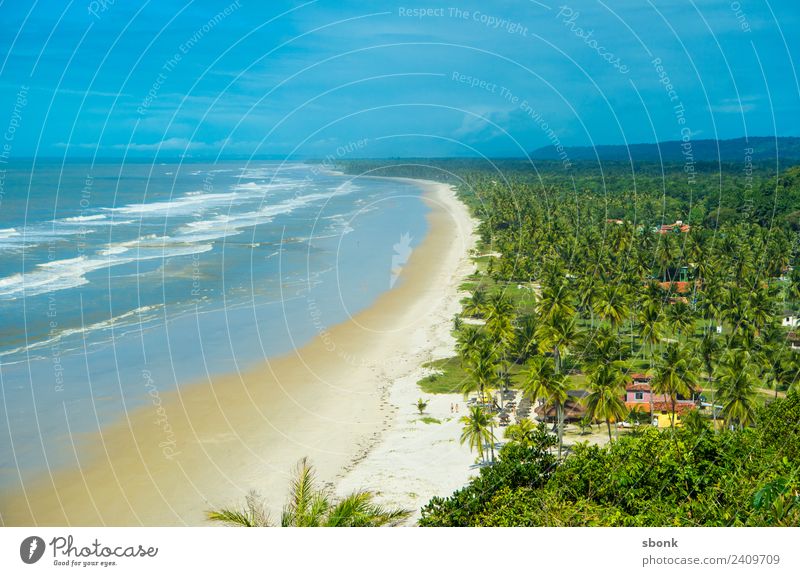 Bahia, Brazil Vacation & Travel Beach Weather Beautiful weather Waves Coast ocean water tropical vacation palm tree South America Colour photo Exterior shot