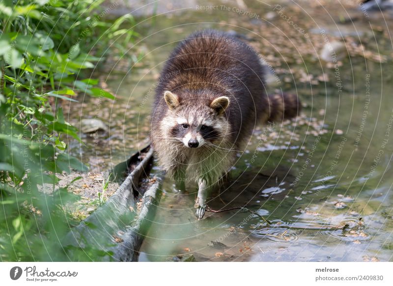 Raccoon in the game park Nature Water Sun Summer Beautiful weather Plant Grass Foliage plant Park Animal Wild animal Zoo Bear Land-based carnivore Mammal 1 Pond
