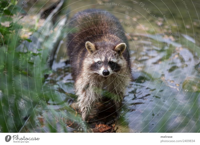 Raccoon in Game Park II Nature Water Sun Summer Beautiful weather Plant Grass Foliage plant Animal Wild animal Zoo Mammal predator Bear 1 Pond To go for a walk