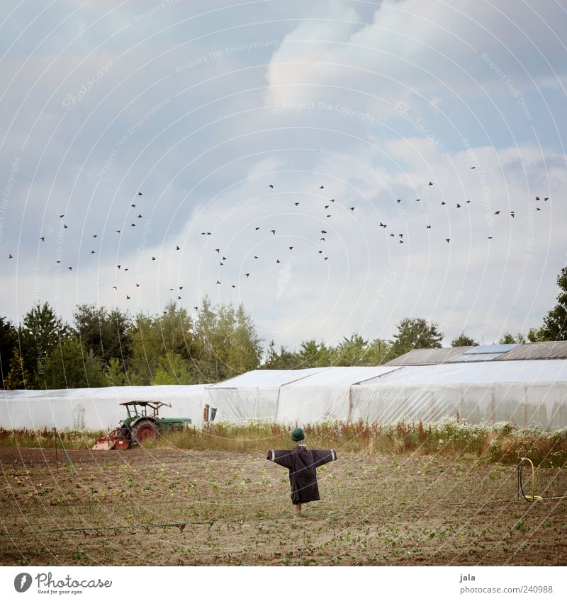 acre Sky Clouds Summer Plant Tree Field Tractor Bird Flock Scarecrow Greenhouse Colour photo Exterior shot Deserted Day