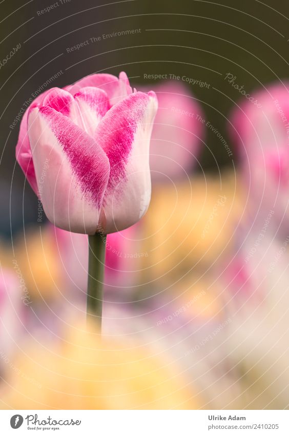 Pink Tulip - Flowers and Nature Decoration Wallpaper Feasts & Celebrations Mother's Day Easter Plant Spring Blossom Garden Park Blossoming Yellow Netherlands