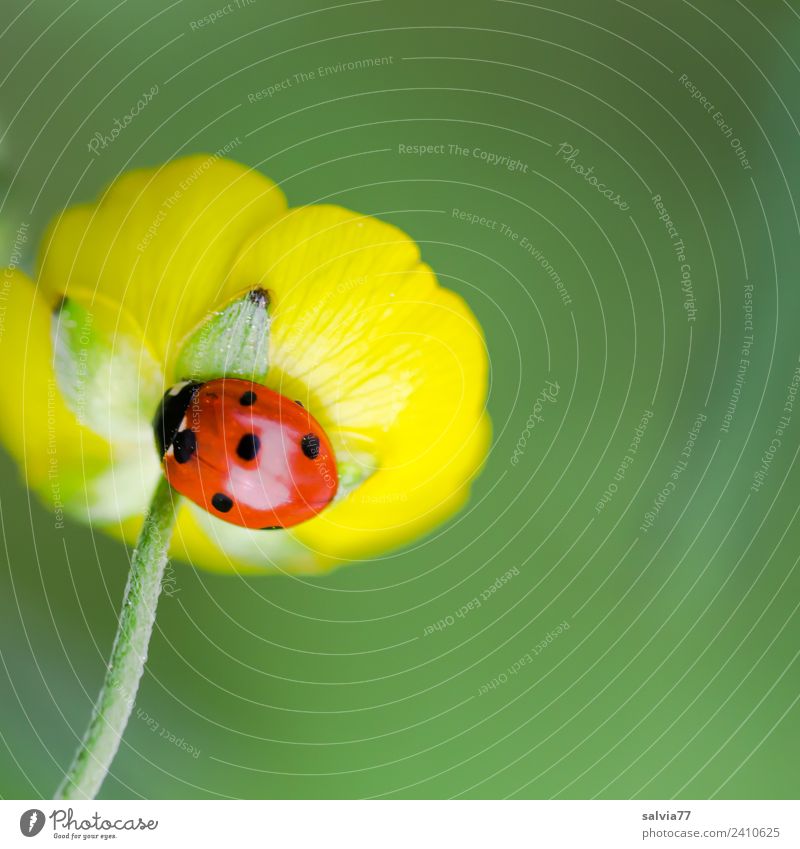 lucky beetle Nature Plant Animal Spring Summer Flower Blossom Crowfoot plants Meadow Beetle Seven-spot ladybird Ladybird Insect 1 Crawl Esthetic Glittering Cute
