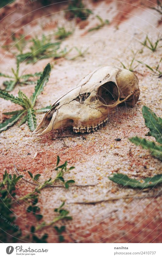 Animal skull lost in desert Environment Nature Plant Earth Sand Desert Wild animal Dead animal Sheep Bone 1 Old Dirty Creepy Uniqueness Natural Brown Decadence