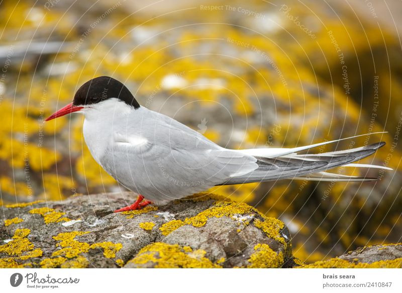 Arctic Tern Science & Research Biology Biologist Ornithology Environment Nature Animal Earth Wild animal Bird Arctic tern 1 Stone Yellow Love of animals