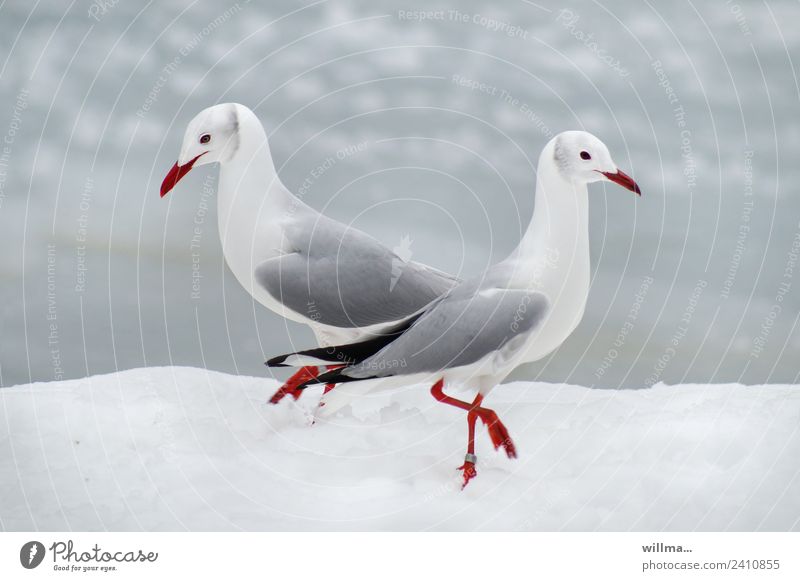 Seagulls at Pas de deux in the snow Winter Snow Grey-headed Gull 2 White Pair of animals In pairs birds
