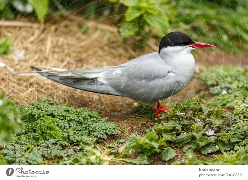 Arctic Tern Science & Research Biology Biologist Ornithology Environment Nature Animal Earth Coast Island Farne Wild animal Bird Arctic tern 1 Love of animals