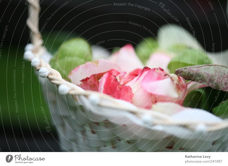 scattered flowers Flower Green Pink White Warm-heartedness Romance Esthetic Fragrance Colour Nostalgia Rose Rose leaves Basket Summer Colour photo Exterior shot