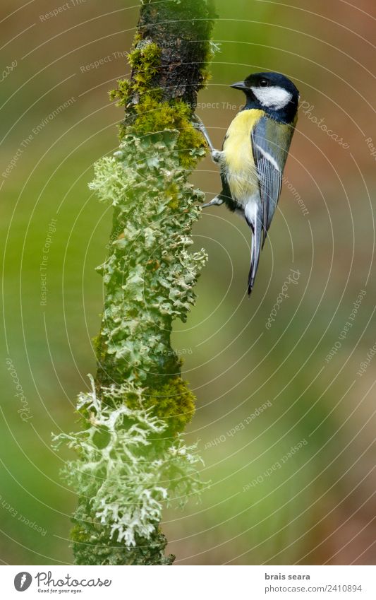 Great Tit Science & Research Biology Ornithology Environment Nature Animal Plant Tree Forest Wild animal Bird 1 Wood Natural Yellow Green Love of animals