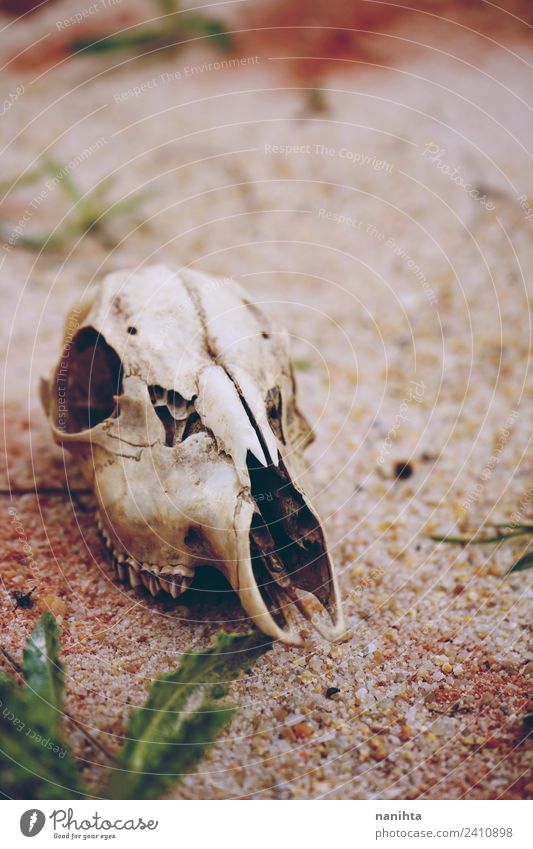 Animal skull in a desertical environment Environment Nature Plant Earth Sand Bone Authentic Dirty Exotic Creepy Natural Dry Warmth Wild Brown Bizarre Chaos
