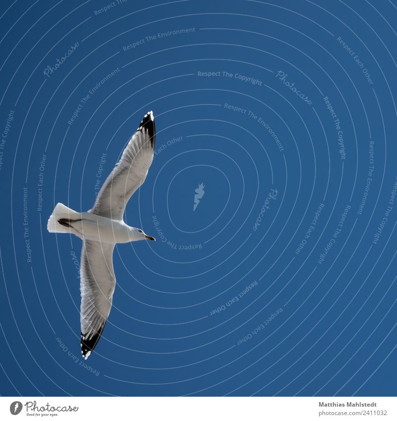 The Seagull Sky Cloudless sky Beautiful weather Animal Wild animal Bird Wing 1 Observe Flying Esthetic Free Infinity Maritime Above Blue White Serene Calm