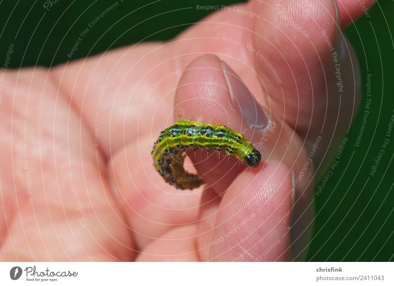 Zünsler caterpillar on finger Animal 1 To feed Disgust Small Slimy Green Black Cydalima perspectalis Pests Destructive weed Box tree bux Colour photo Close-up