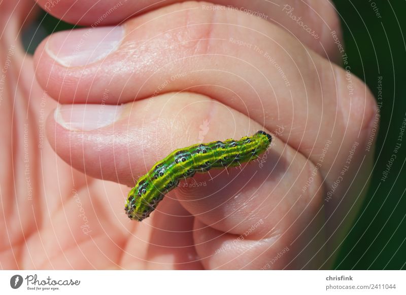 Caterpillar Zünsler crawls on hand Animal Butterfly To feed Crawl Disgust Green Cydalima perspectalis Pests pesticidal Box tree bux Colour photo Exterior shot