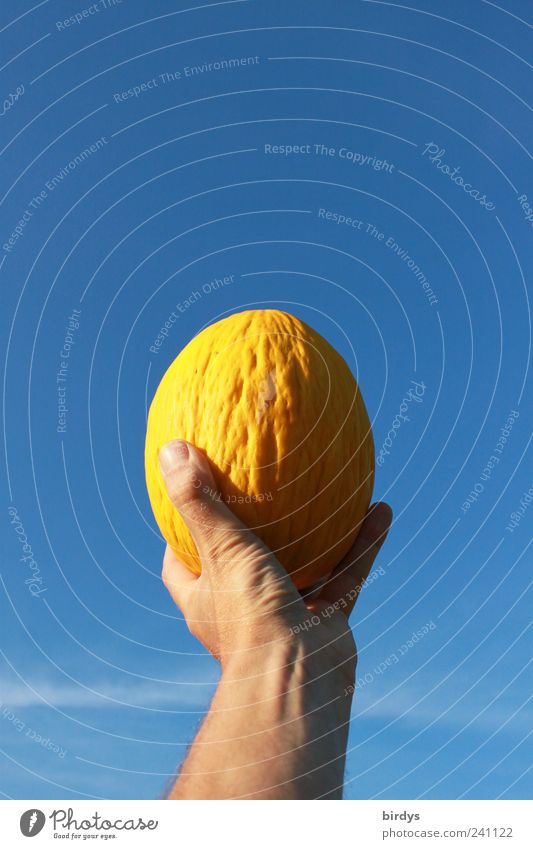 male hand holding yellow melon in front of bright blue sky Honeydew Melon Derby Mature Arm Hand Sky Cloudless sky Summer cute Beautiful weather Fresh Blue