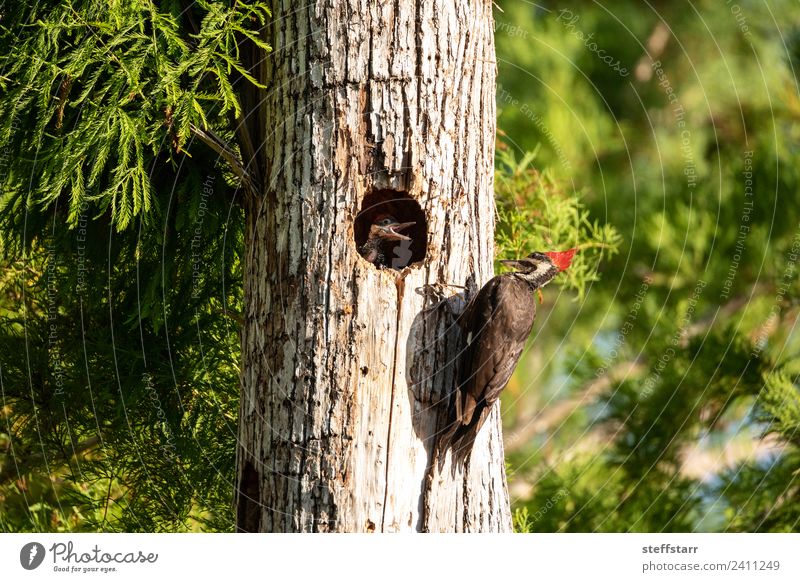 Pileated woodpecker bird Dryocopus pileatus chicks Baby Tree Animal Wild animal Bird 3 Baby animal Wood Brown Green Red Chick beg for food begging Woodpecker
