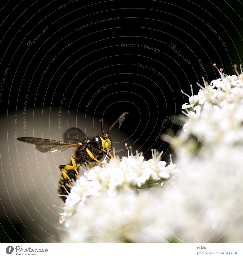 month Environment Nature Plant Animal Meadow Wild animal Wing Wasps field wasp Insect 1 Fragrance Hunting Authentic Friendliness Bright Small Yellow Black White