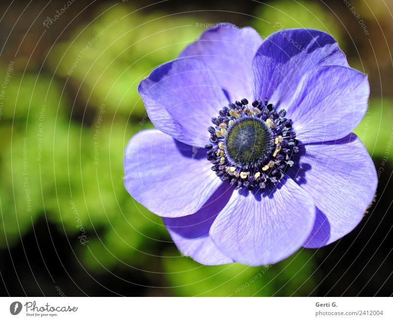 Blue anemone flower against blurred green background, a lot of sunlight in the picture Nature Flower Blossom Anemone Flowering plant Pistil Blossom leave Garden
