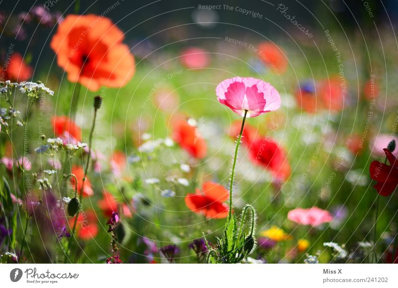 Now it gets colorful again Nature Plant Spring Summer Flower Grass Leaf Blossom Garden Meadow Blossoming Fragrance Growth Positive Beautiful Multicoloured Poppy