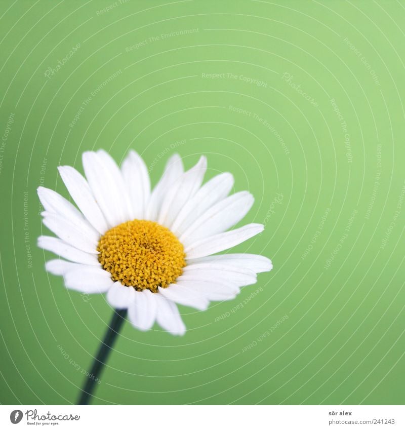 ...loves me? Nature Plant Flower Leaf Blossom Blossom leave Daisy Blossoming Beautiful Yellow Green White Colour photo Interior shot Close-up Detail