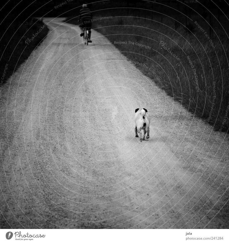 wait, human! Human being Masculine Man Adults 1 Landscape Plant Grass Lanes & trails Animal Pet Dog Driving Walking Pug Bicycle Black & white photo
