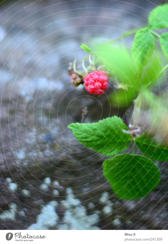 small raspberry Food Fruit Nutrition Garden Nature Summer Plant Bushes Leaf Growth Small Delicious Sweet Pink Raspberry Berries Forest fruit Colour photo