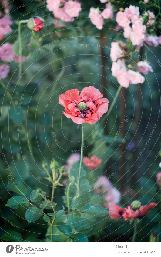 beginning and end Summer Rose Blossom Wild plant Poppy Poppy blossom Garden Blossoming Faded Esthetic Authentic Natural Green Pink Red Moody Romance Beginning