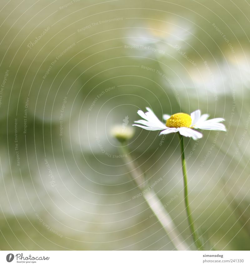 \flower in the wind/ Nature Summer Plant Grass Blossom Meadow Blossoming Illuminate Fragrance Thin Large Bright Strong Yellow Green Contentment Movement Elegant