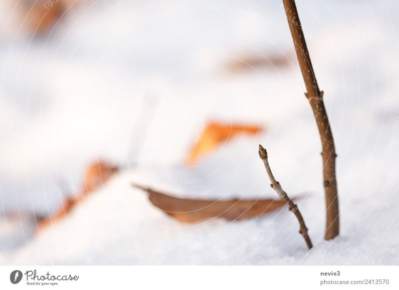 Winter landscape - bud in the snow Environment Nature Landscape Earth Plant Leaf Agricultural crop Garden Park Forest Bright Beautiful White Bud Leaf bud Growth
