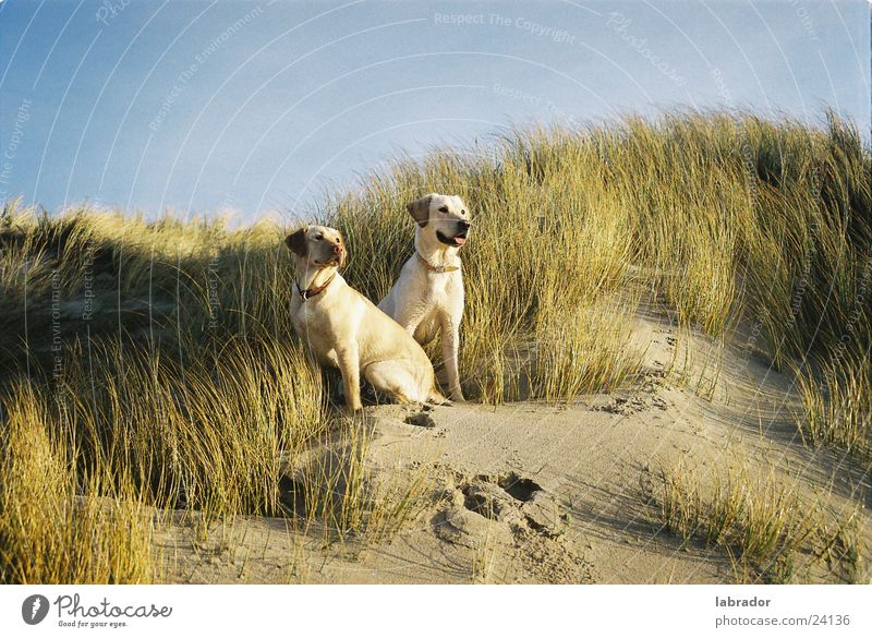 Labradors Dog Pet Beach Grass Beach dune