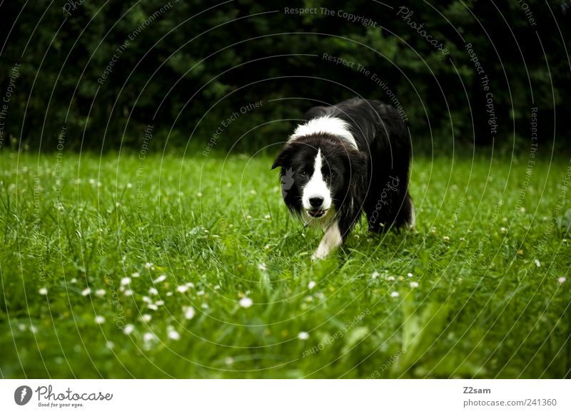 Little Schmidt Schleicher Lifestyle Elegant Hunting Environment Nature Landscape Grass Meadow Animal Pet Dog 1 Observe Going Looking Dark Simple Natural Green