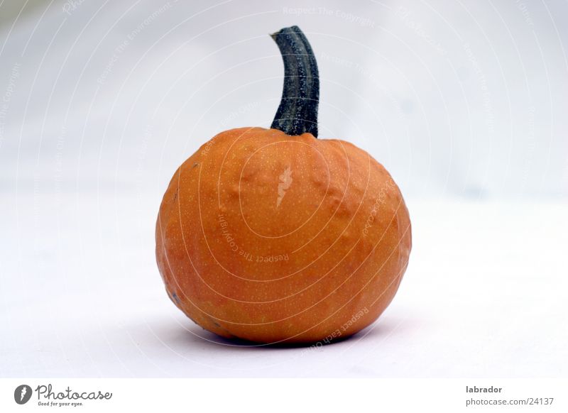 pumpkin Round Nutrition Pumpkin Helloween Orange Free Hallowe'en