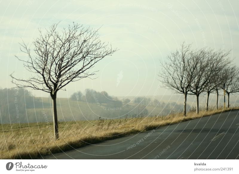 gap Nature Landscape Plant Sky Autumn Tree Meadow Hill Traffic infrastructure Street Discover Gray Longing Wanderlust Loneliness Relaxation Idyll Calm