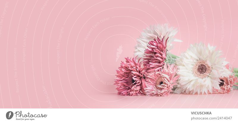 Pink flowers on pink background Style Summer Feasts & Celebrations Nature Plant Flower Decoration Bouquet Flag Design Background picture Aster Gerbera Sale