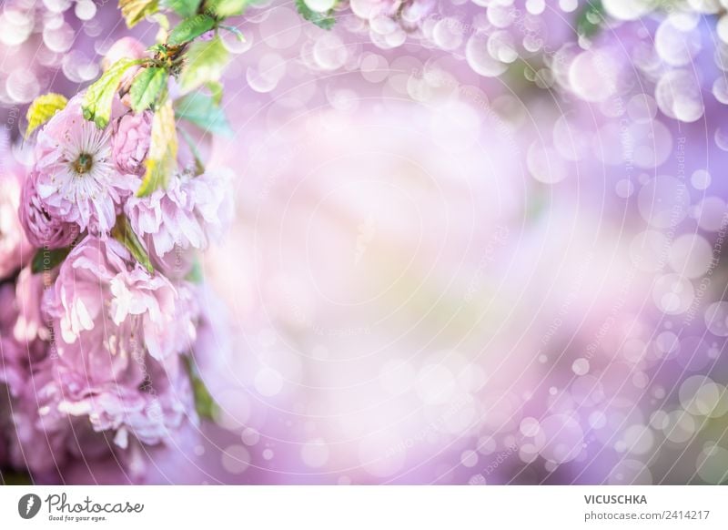 Purple Blossoms Background Design Summer Nature Plant Spring Flower Decoration Bouquet Hip & trendy Violet Pink Background picture Blur Almond blossom