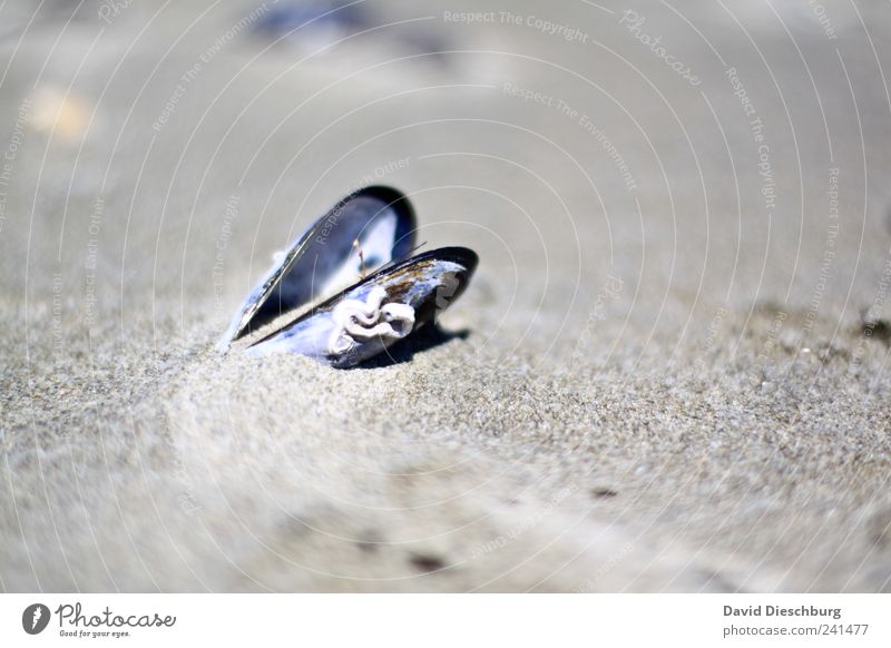 24h open Vacation & Travel Nature Landscape Sand Beach Gray Mussel Open Edible Still Life Calm Colour photo Exterior shot Close-up Detail Deserted Day Light