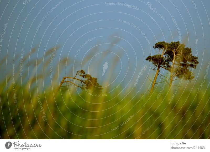 western beach Environment Nature Landscape Plant Sky Cloudless sky Summer Beautiful weather Tree Grass Coast Baltic Sea Darss Western Beach Growth Natural Wild