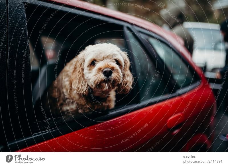 Cute dog showing the head through a car window. Vacation & Travel Trip Summer Animal Rain Transport Street Vehicle Car Pet Dog Driving Funny Red Puppy City