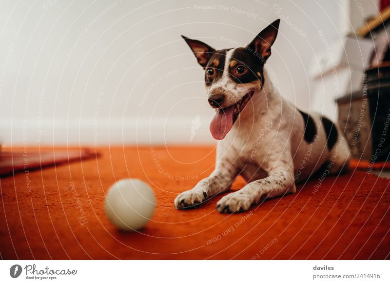 Cute dog posing with his ball Joy Living room Animal Pet Dog 1 Smiling Funny Brown White Expression Wine cellar Posture Home Playful Eyes Ear Ball Sit Lie