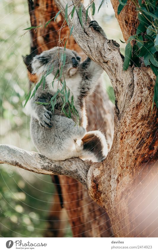 Grey koala climbing a tree Eating Beautiful Nature Animal Tree Leaf Forest Coast Wild animal Koala 1 Cute Gray Australia eucaliptus Western Bear eucalyptus