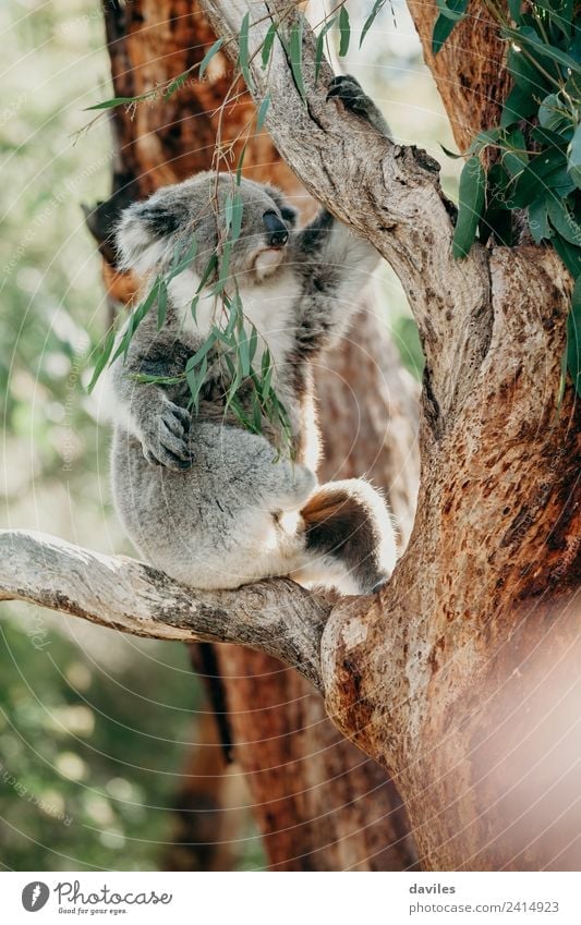 Grey Koala Climbing A Tree A Royalty Free Stock Photo From Photocase