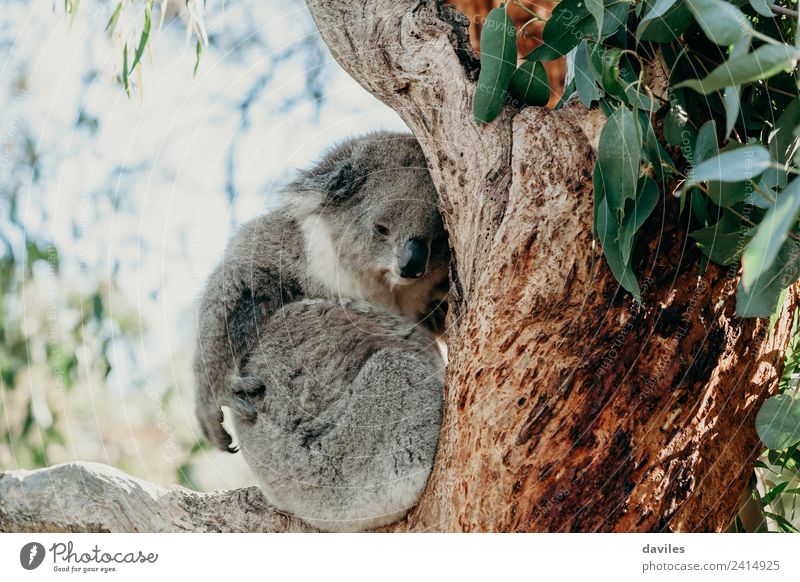 Cute koala moving the arm Tree Wild animal Koala 1 Animal Sleep Gray eucalyptus branch scratching Australia Colour photo Exterior shot Deserted