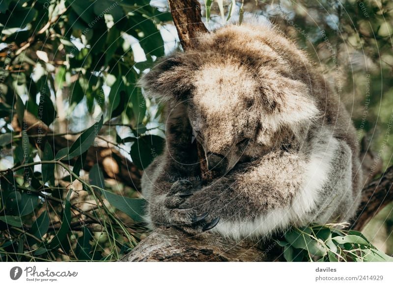 Cute koala sleeping Nature Animal Tree Leaf Forest Australia Victoria Wild animal Koala 1 Sleep Natural Gray Bear Mammal Australian Marsupial Native Adelaide