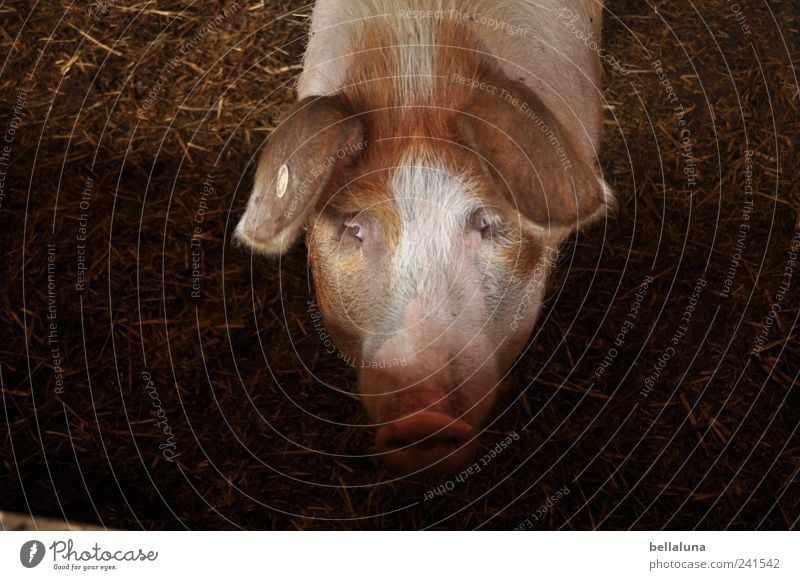 An XXL lucky pig... Nature Animal Pet Farm animal Animal face 1 Observe Looking Swine Swinishness Pig head Pig's snout Eyes Colour photo Subdued colour
