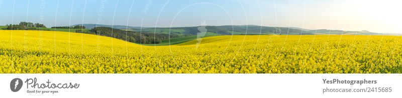 Rape fields at sunrise in Moravia Summer Industry Environment Nature Landscape Plant Horizon Hill Yellow Green Energy Vacation & Travel Earth Spring