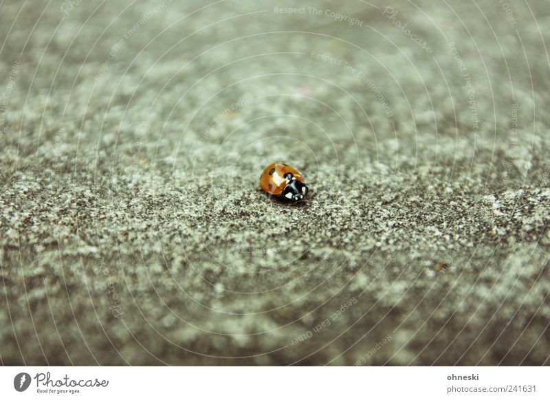 Lonesome Ladybug Animal Wild animal Beetle Ladybird 1 Stone Concrete Happy Homesickness Loneliness Colour photo Subdued colour Copy Space top Copy Space bottom