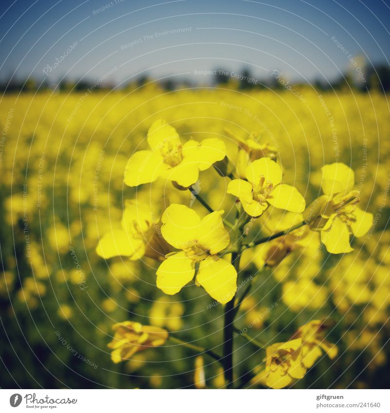 mellow yellow Environment Nature Landscape Plant Sky Cloudless sky Spring Summer Beautiful weather Flower Agricultural crop Field Blossoming Growth Canola