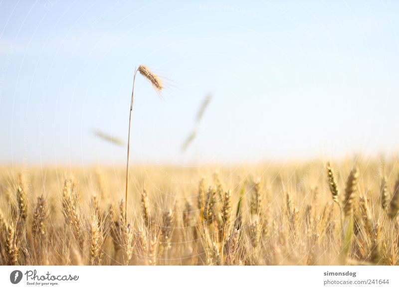 runaways Grain Organic produce Landscape Sky Cloudless sky Summer Beautiful weather Agricultural crop Field Touch To dry up Growth Blonde Dry Warm-heartedness