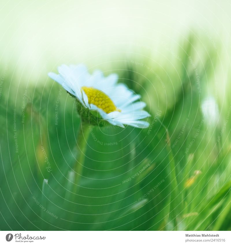 daisy Environment Nature Plant Summer Flower Blossom Daisy Simple Natural Beautiful Yellow Green White Fragrance Relaxation Colour Healthy Sustainability Growth